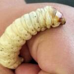Witchetty Grub