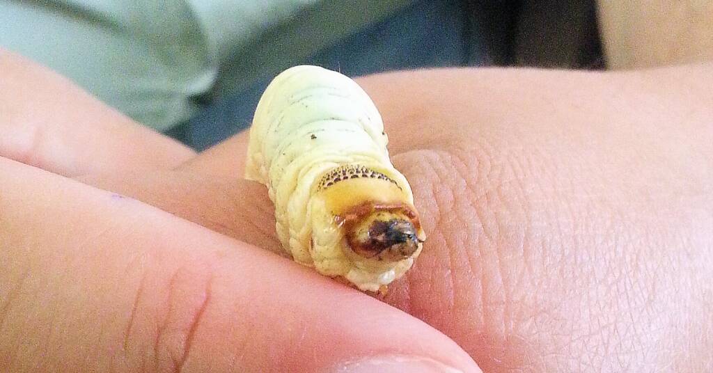 Witchetty Grub