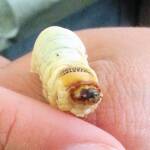 Witchetty Grub