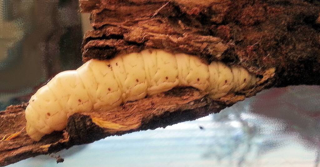 Witchetty Grub
