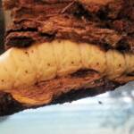 Witchetty Grub