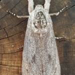 Witchetty Grub Cossid Moth (Endoxyla leucomochla)