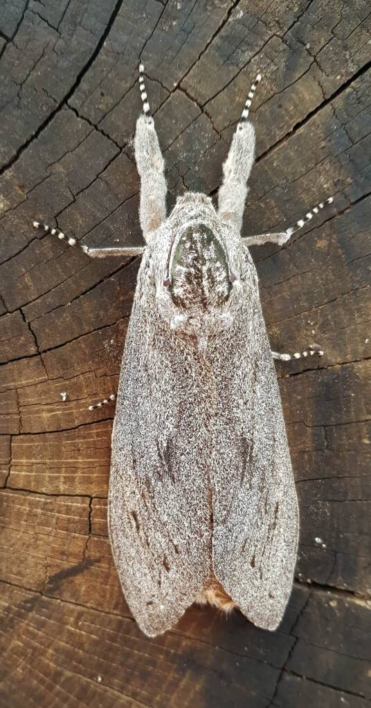 Witchetty Grub Cossid Moth (Endoxyla leucomochla)