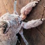 Witchetty Grub Cossid Moth (Endoxyla leucomochla)