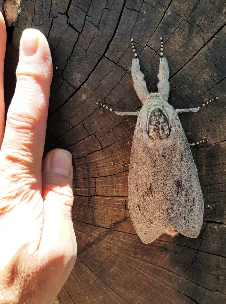 Witchetty Grub Cossid Moth (Endoxyla leucomochla)