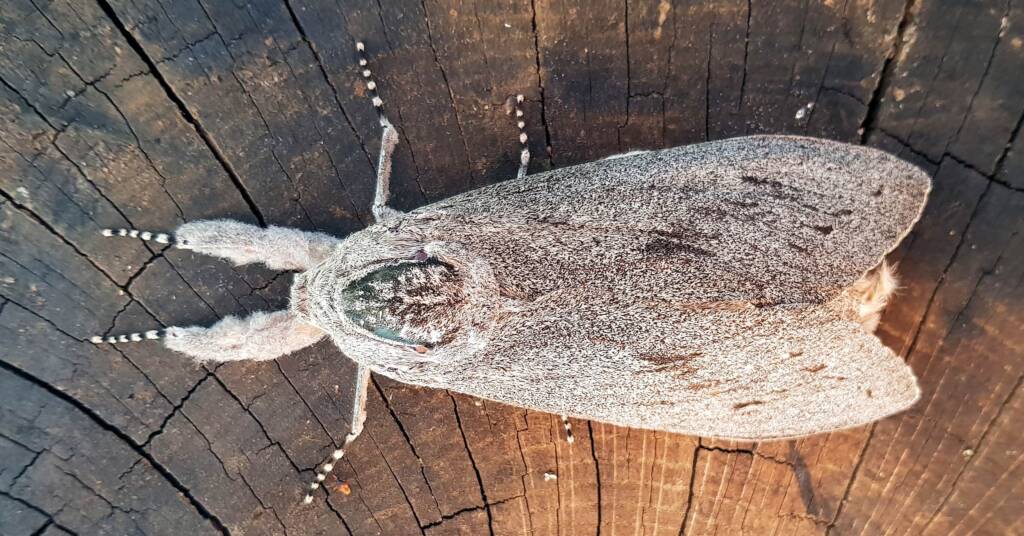 Witchetty Grub Cossid Moth (Endoxyla leucomochla)