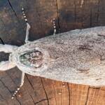 Witchetty Grub Cossid Moth (Endoxyla leucomochla)