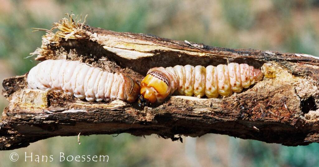 Witchetty Grub