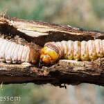 Witchetty Grub