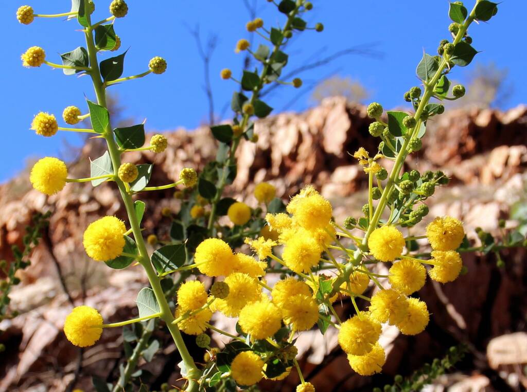 Round-leaf Wattle (Acacia strongylophylla)
