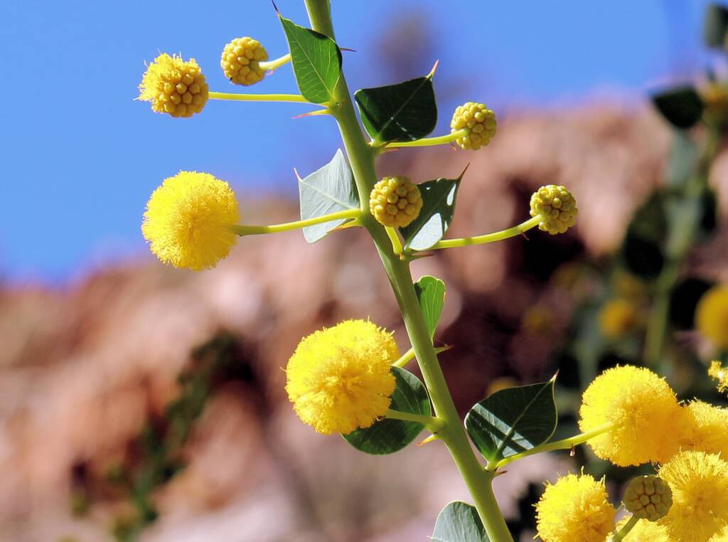 Round-leaf Wattle (Acacia strongylophylla)