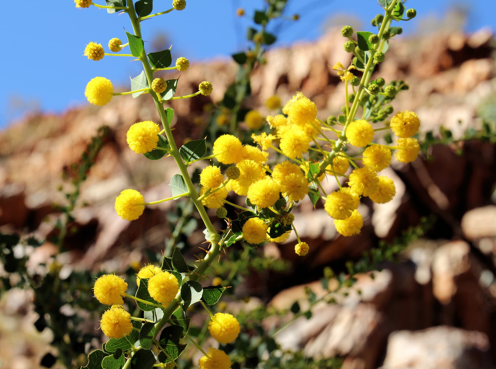 Round-leaf Wattle (Acacia strongylophylla)