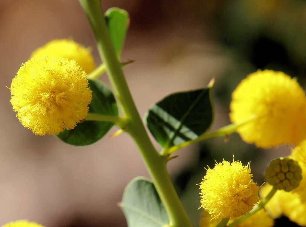Round-leaf Wattle (Acacia strongylophylla)