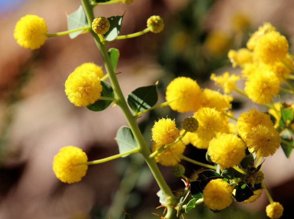 Round-leaf Wattle (Acacia strongylophylla)