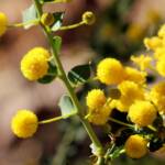 Round-leaf Wattle (Acacia strongylophylla)