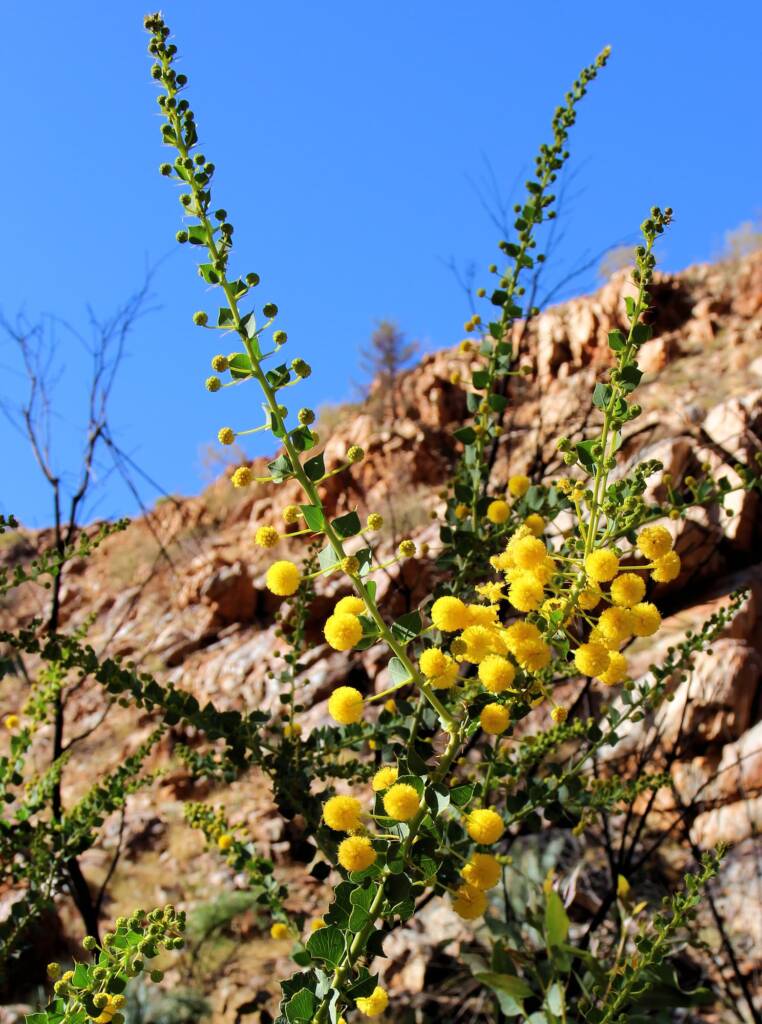 Round-leaf Wattle (Acacia strongylophylla)