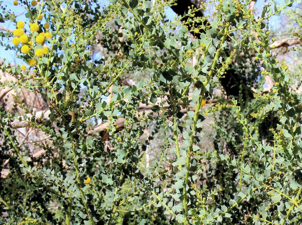 Round-leaf Wattle (Acacia strongylophylla)