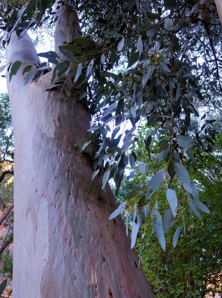 Angkerle Atwatye (Standley Chasm), NT