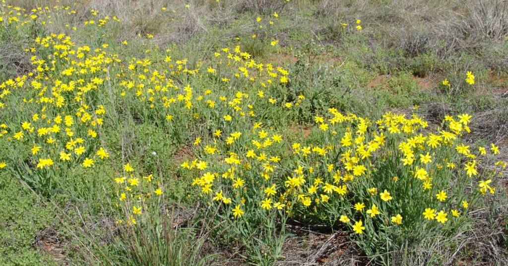 Mass flowering Annual Yellowtop (Senecio gregorii), Central Australia