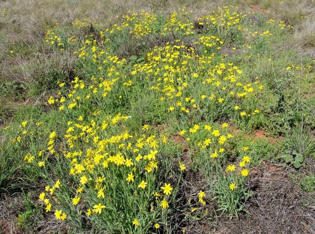 Mass flowering Annual Yellowtop (Senecio gregorii), Central Australia