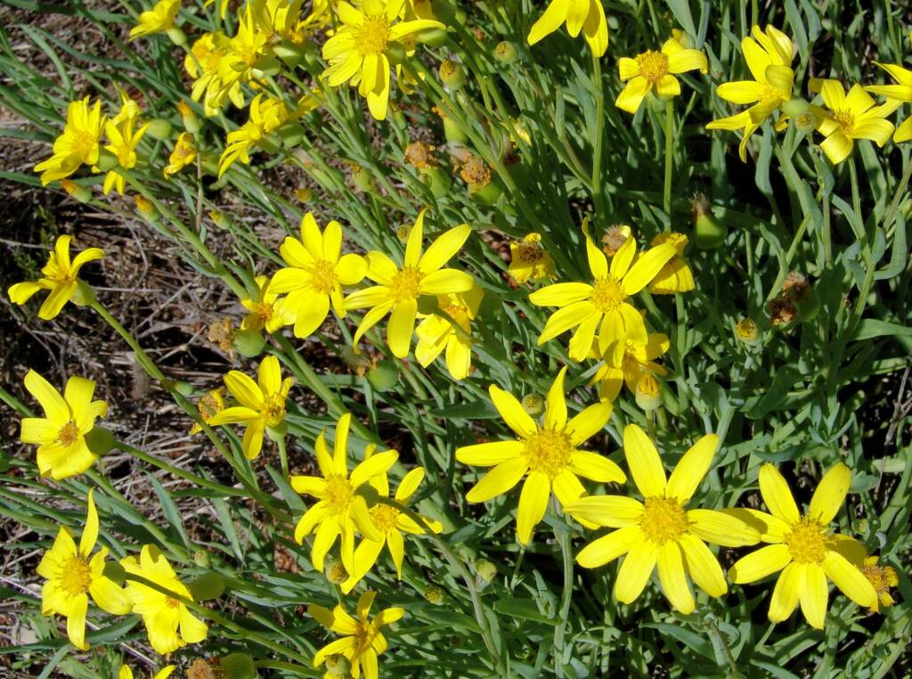 Mass flowering Annual Yellowtop (Senecio gregorii), Central Australia