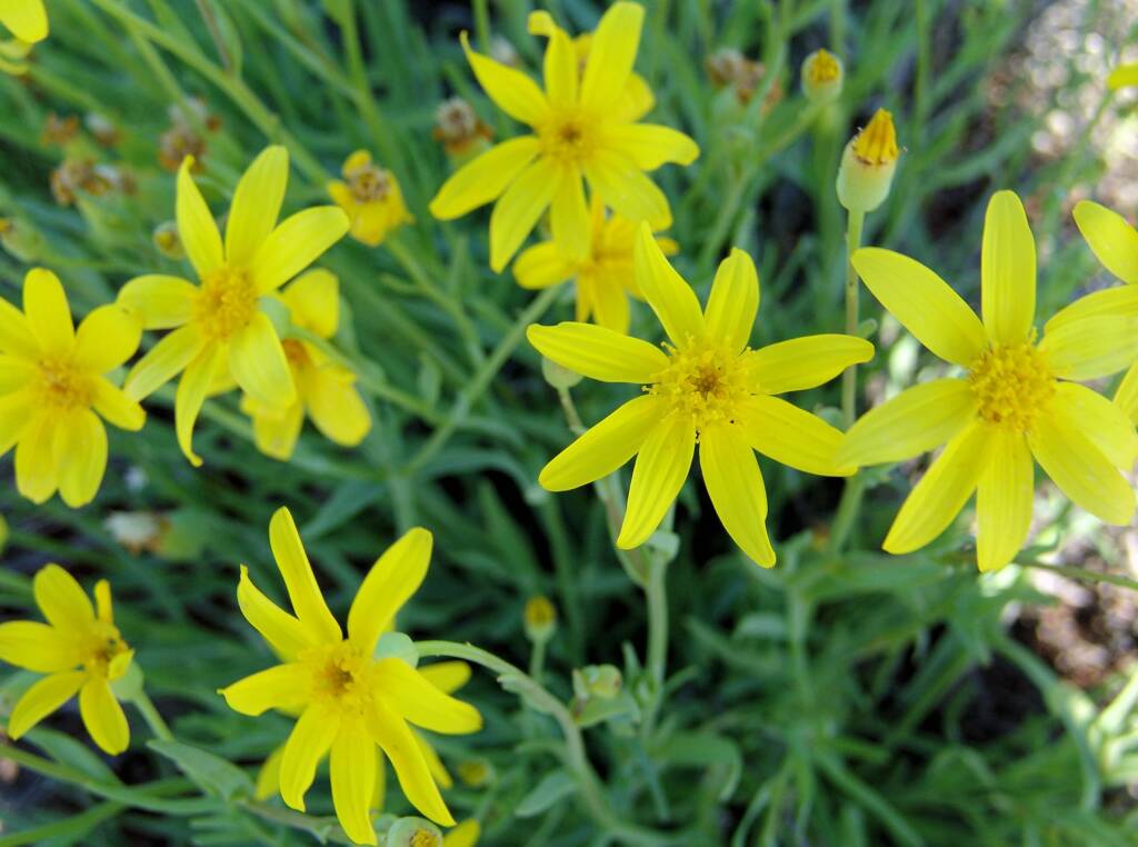 Mass flowering Annual Yellowtop (Senecio gregorii), Central Australia
