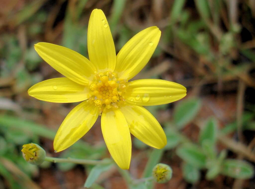 Annual Yellowtop (Senecio gregorii), Alice Springs