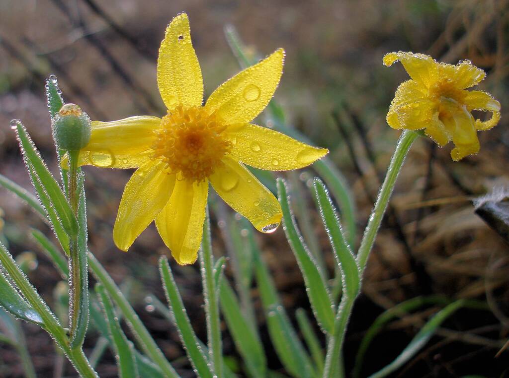 Annual Yellowtop (Senecio gregorii), Alice Springs