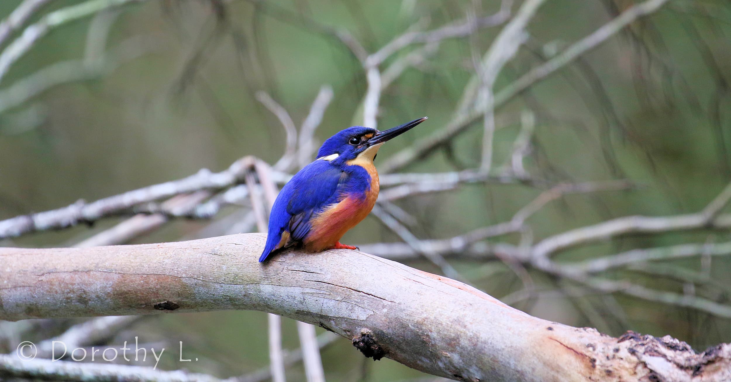 Azure Kingfisher © Dorothy L