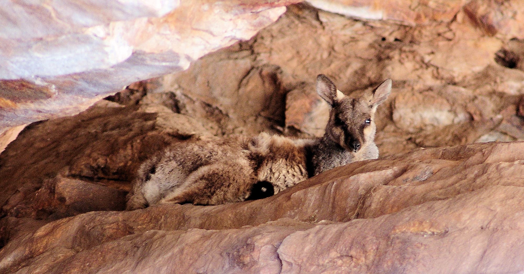 Black-footed Rock Wallaby (Petrogale lateralis)