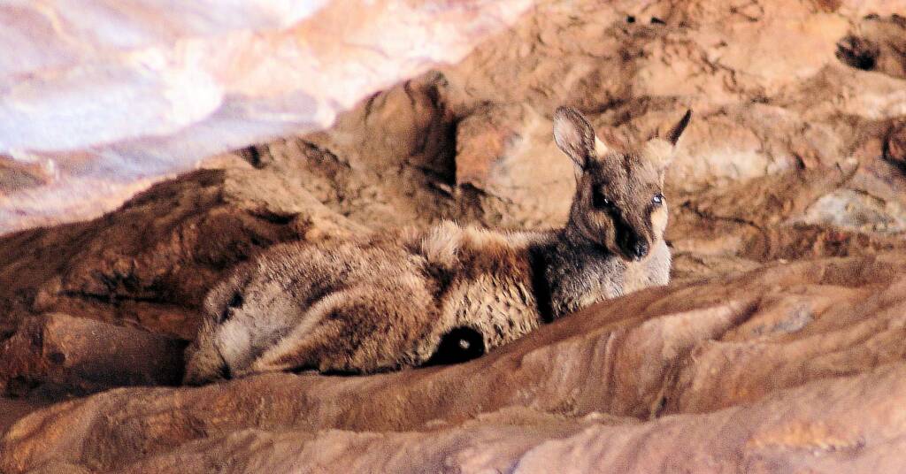 Black-footed Rock Wallaby (Petrogale lateralis)