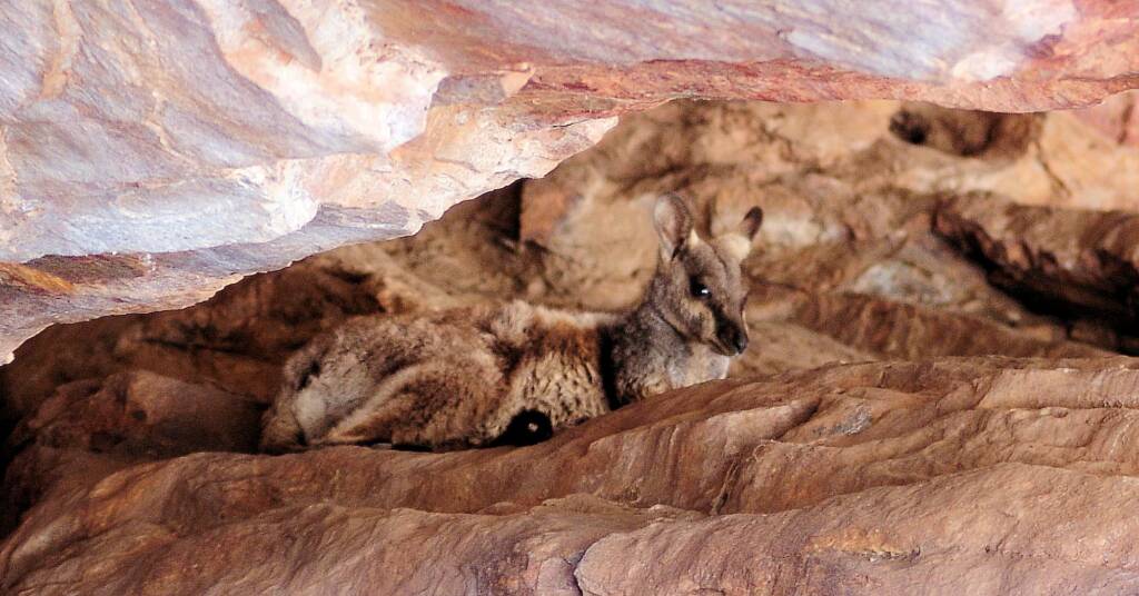 Black-footed Rock Wallaby (Petrogale lateralis), Ormiston Gorge, NT