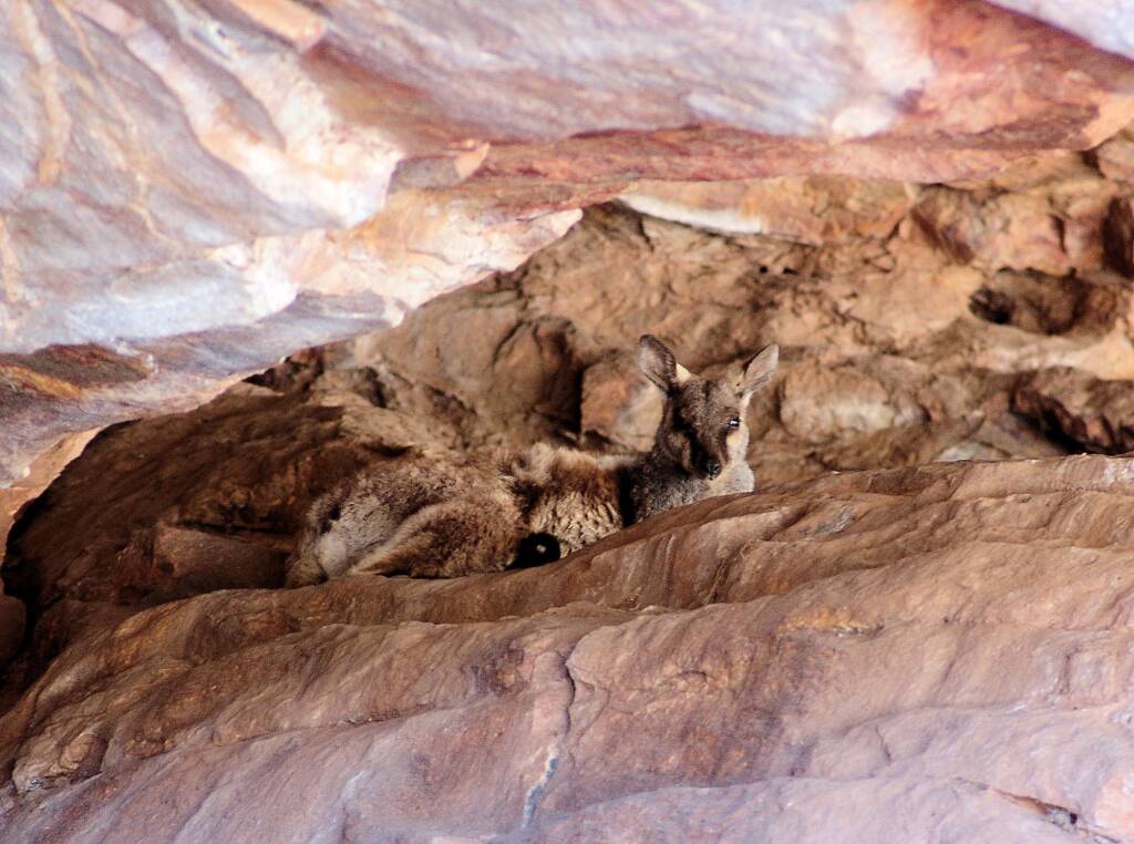 Black-footed Rock Wallaby sheltering from the sun and heat