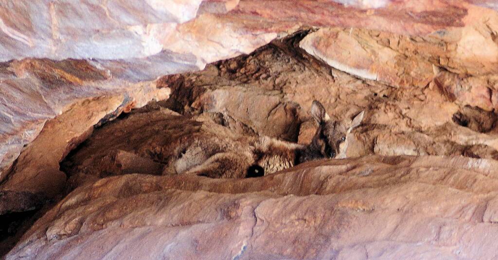 Black-footed Rock Wallaby sheltering from the sun and heat