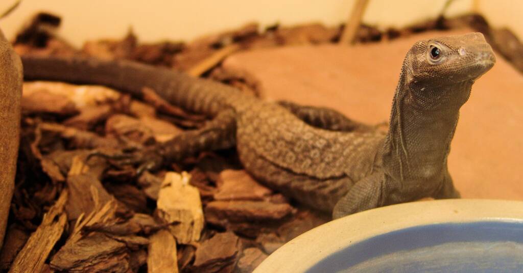 Black Headed Goanna (Varanus tristis), Alice Springs Reptile Centre