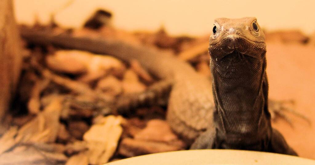 Black Headed Goanna (Varanus tristis), Alice Springs Reptile Centre