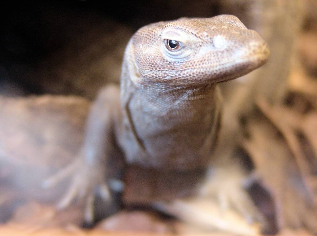 Black Headed Goanna (Varanus tristis), Alice Springs Reptile Centre