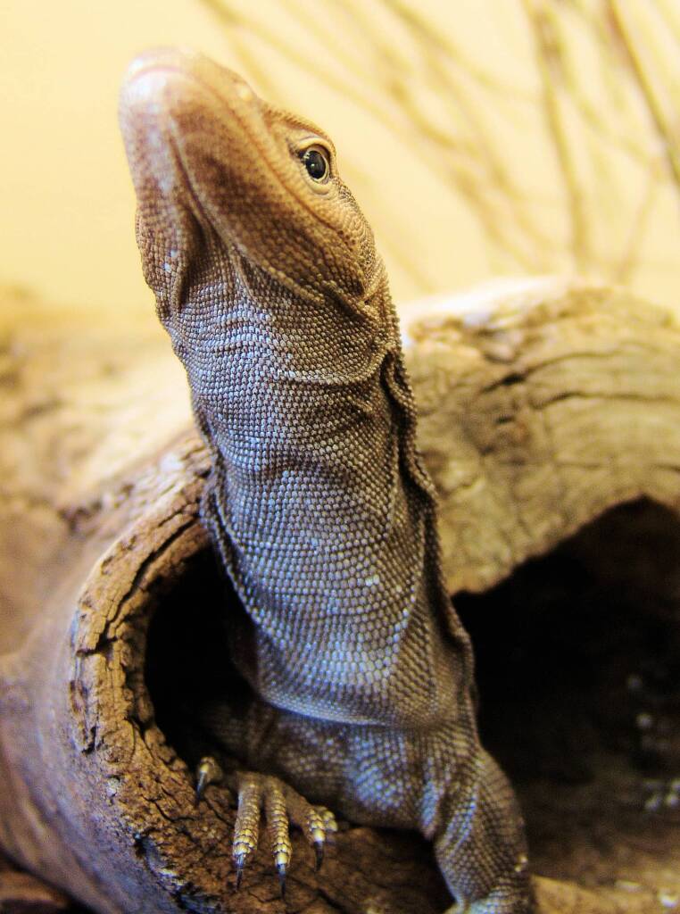 Black Headed Goanna (Varanus tristis), Alice Springs Reptile Centre