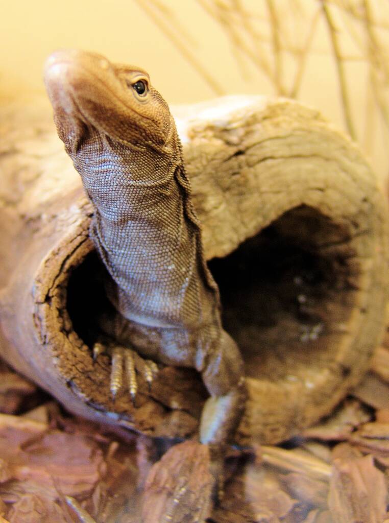 Black Headed Goanna (Varanus tristis), Alice Springs Reptile Centre