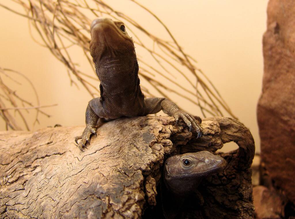 Black Headed Goanna (Varanus tristis), Alice Springs Reptile Centre