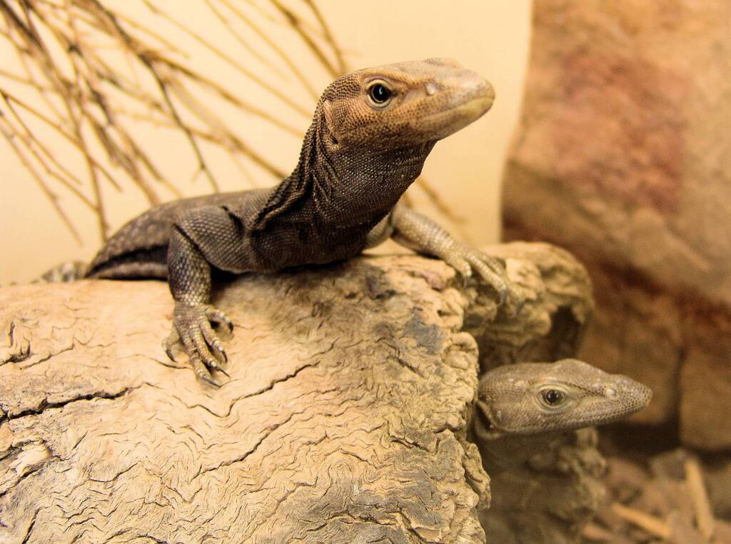 Black Headed Goanna (Varanus tristis), Alice Springs Reptile Centre