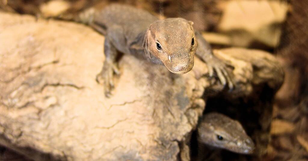 Black Headed Goanna (Varanus tristis), Alice Springs Reptile Centre