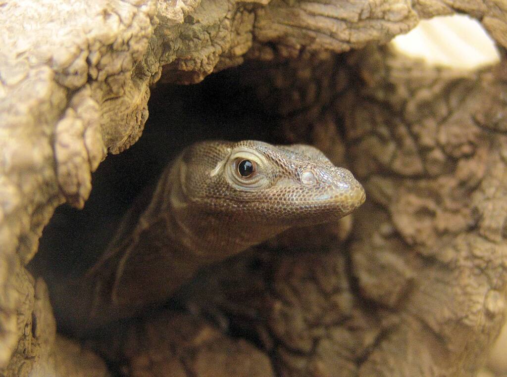 Black Headed Goanna (Varanus tristis), Alice Springs Reptile Centre