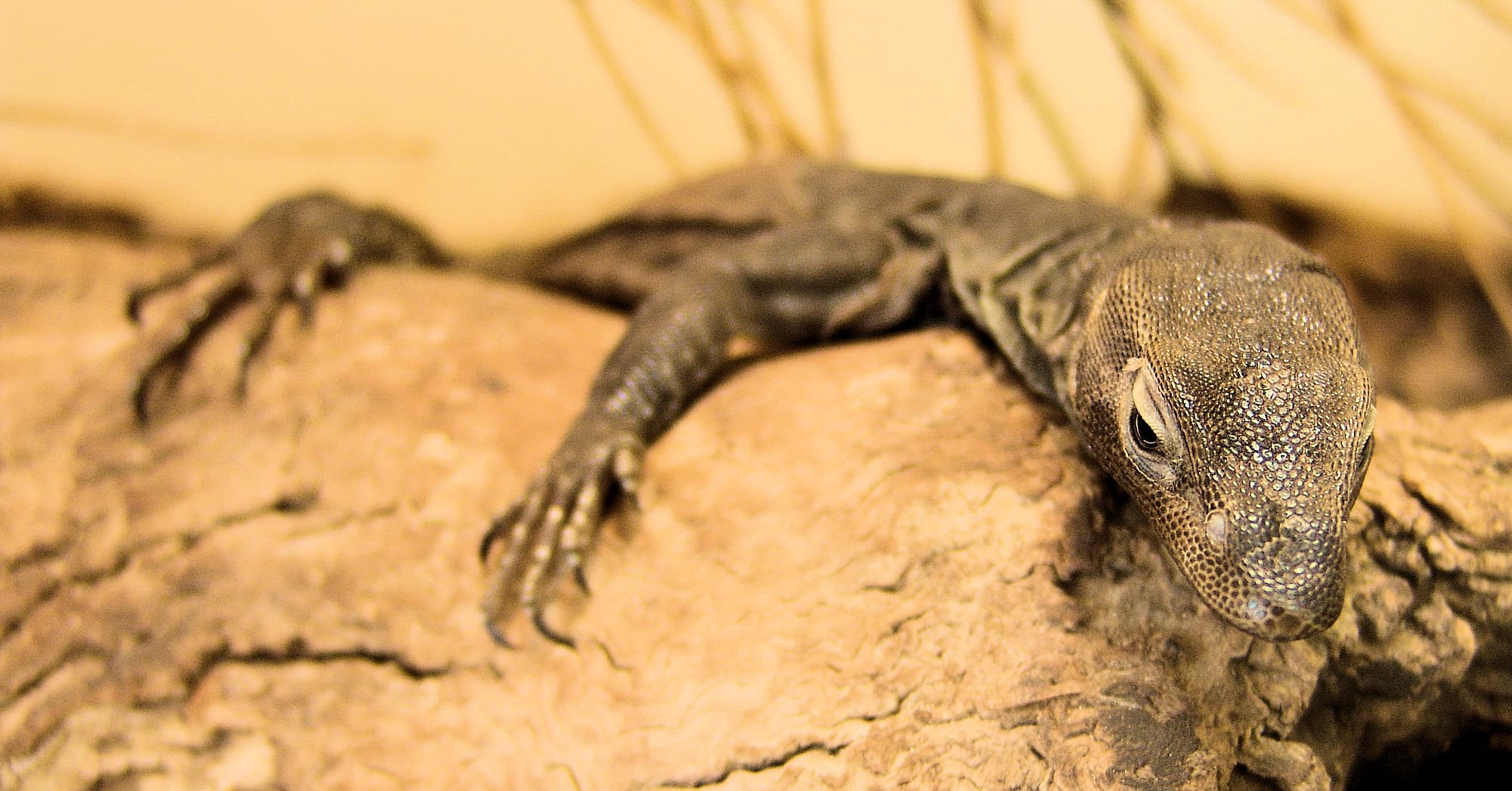 Black Headed Goanna (Varanus tristis), Alice Springs Reptile Centre
