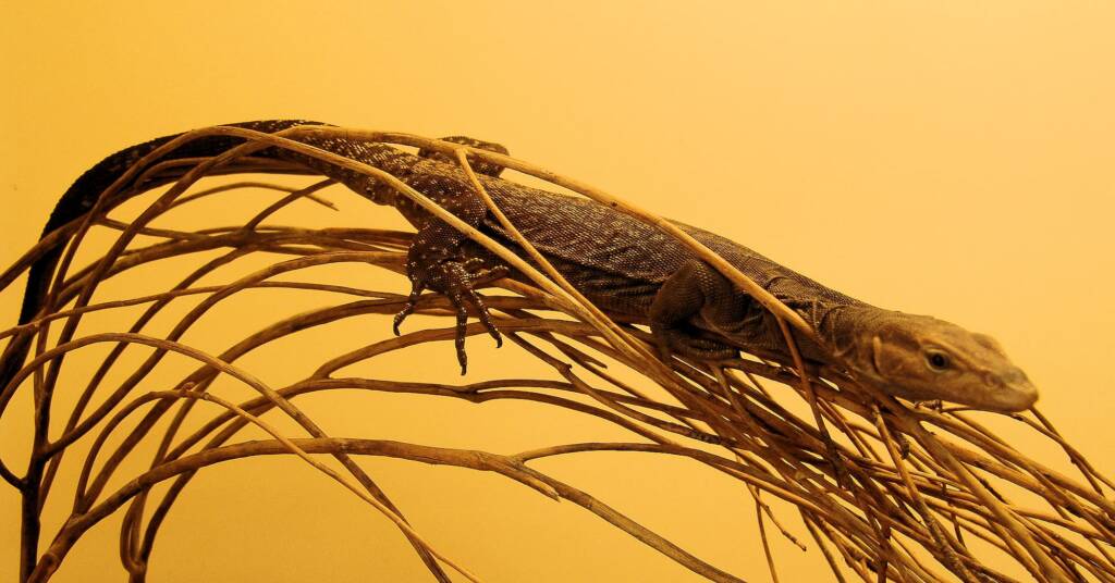 Black Headed Goanna (Varanus tristis), Alice Springs Reptile Centre
