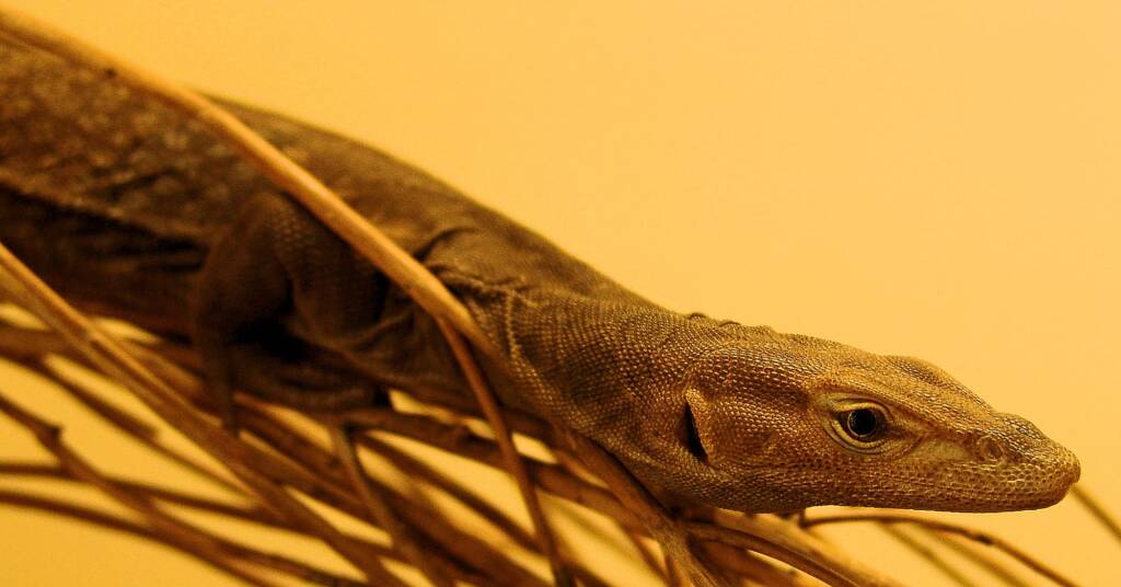 Black Headed Goanna (Varanus tristis), Alice Springs Reptile Centre