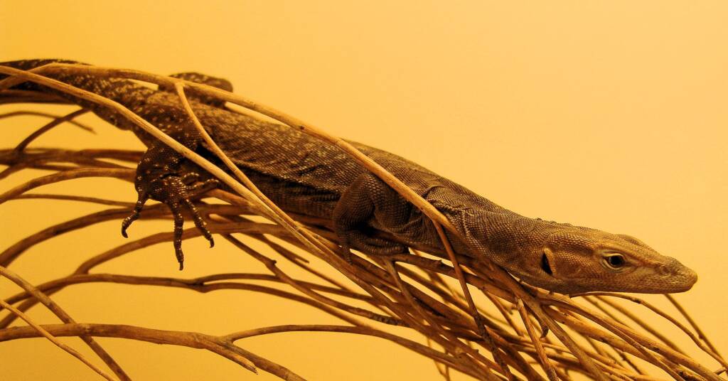 Black Headed Goanna (Varanus tristis), Alice Springs Reptile Centre