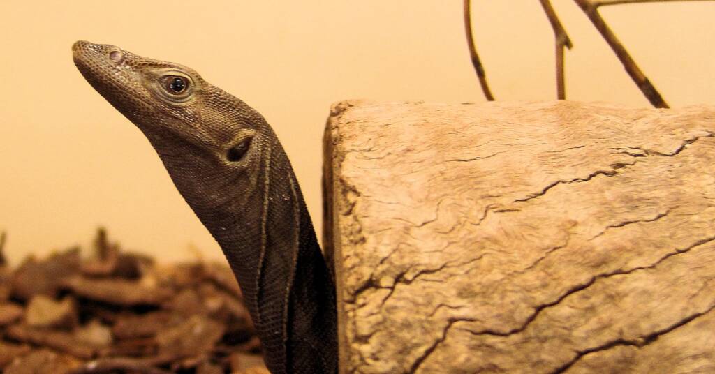 Black Headed Goanna (Varanus tristis), Alice Springs Reptile Centre