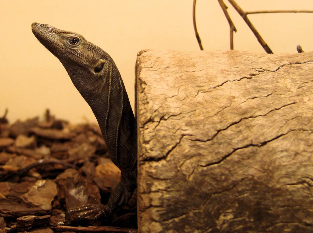 Black Headed Goanna (Varanus tristis), Alice Springs Reptile Centre