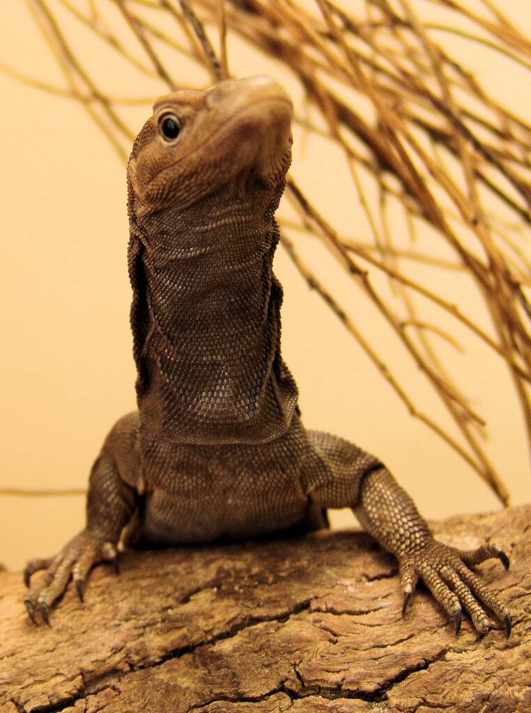 Black Headed Goanna (Varanus tristis), Alice Springs Reptile Centre